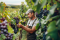 Trabajador inspeccionando racimos de uvas durante la vendimia en un viñedo